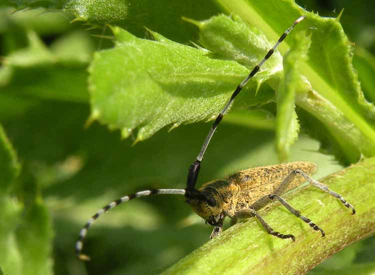 Sicula in Emilia? no, Agapanthia villosoviridescens